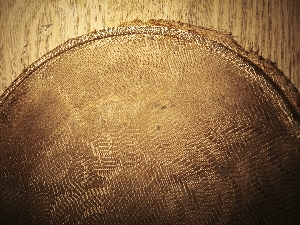 Toile du modèle Philips 2119